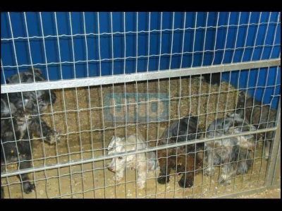 Siguen encerrados los perros que participaron de una exposici�n