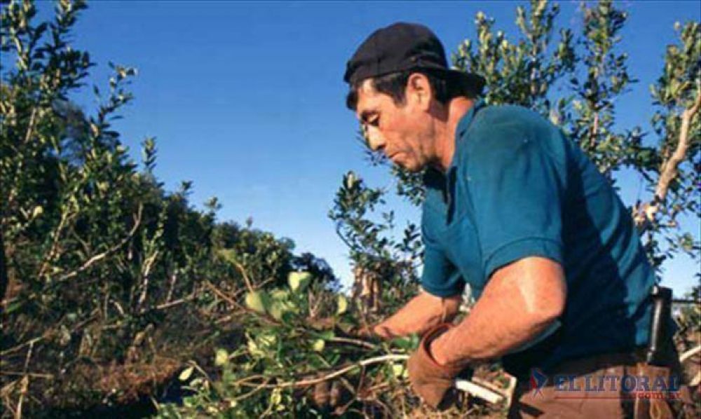 Yerba: congelamiento de precios de Moreno frena recomposici�n del pago a productores