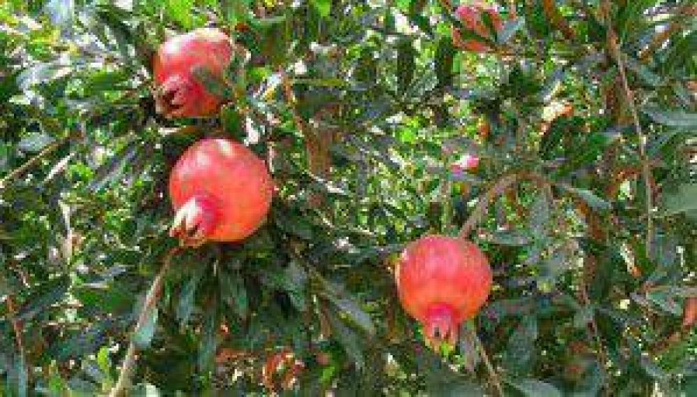 Formosa pionera en experiencias de gen�tica para cultivar granadas