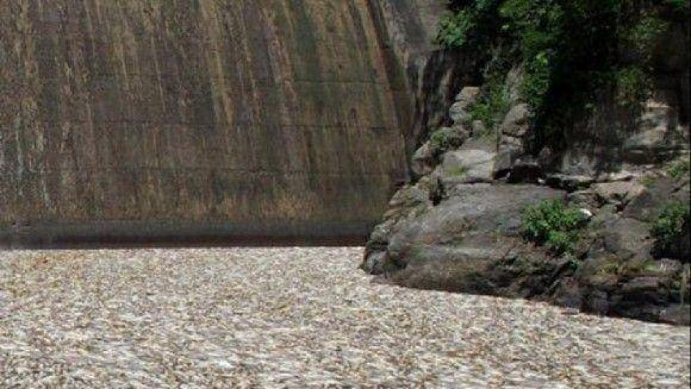 Piden informes al PE sobre la mortandad de peces en el dique Escaba