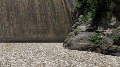 Piden informes al PE sobre la mortandad de peces en el dique Escaba