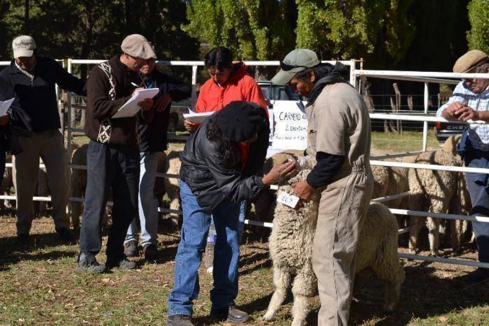 Exitosa feria de ovinos y caprinos en Loncopu�