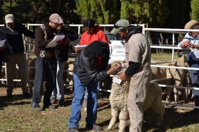 Exitosa feria de ovinos y caprinos en Loncopu�