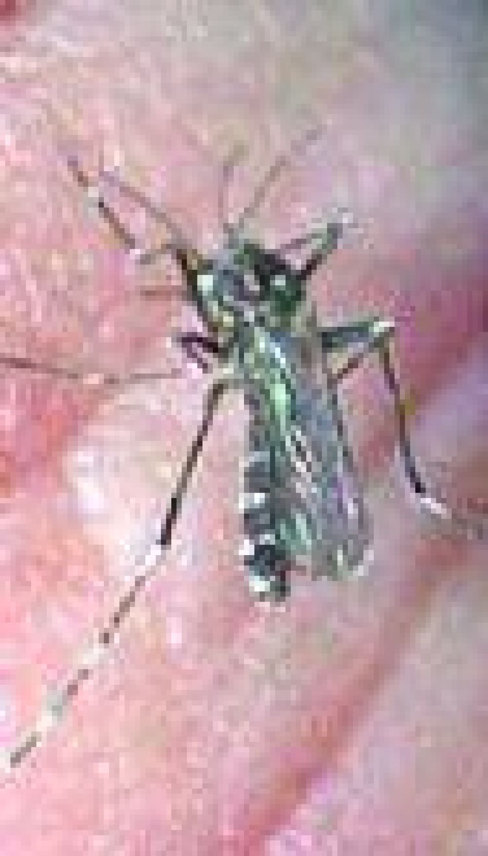 Confirman un caso de dengue aut�ctono en la capital salte�a y analizan otros 5