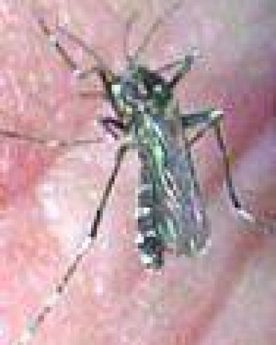 Confirman un caso de dengue aut�ctono en la capital salte�a y analizan otros 5