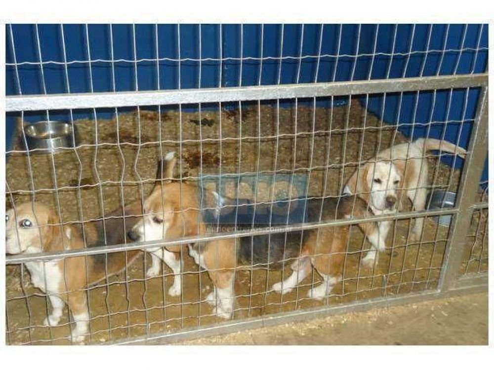 Se llevaron los perros que estaban encerrados en el club Olimpia