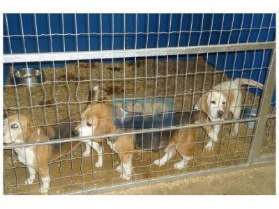 Se llevaron los perros que estaban encerrados en el club Olimpia