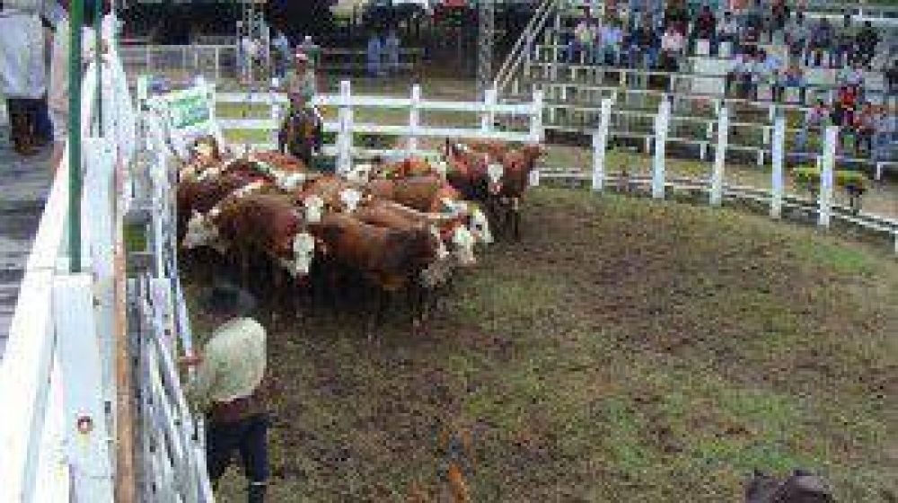 Este lunes ingresa el rodeo para la Fiesta Provincial del Ternero y Novillito Formose�o