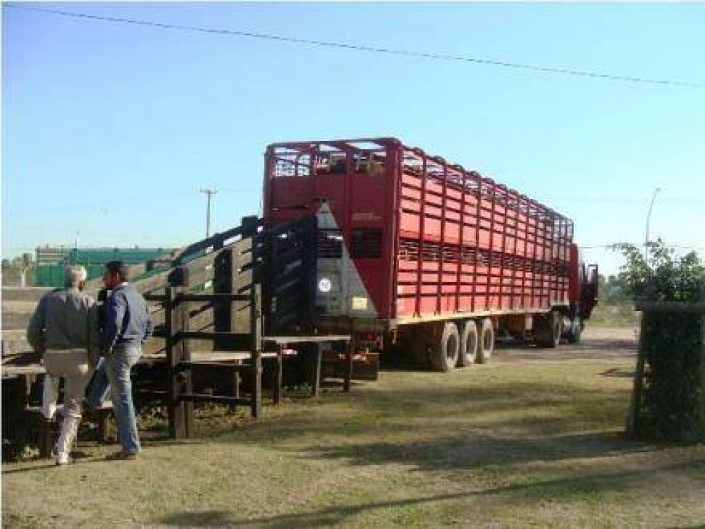 Este lunes comienza el ingreso de animales para la Fiesta Provincial del Ternero y Novillito Formose�o 