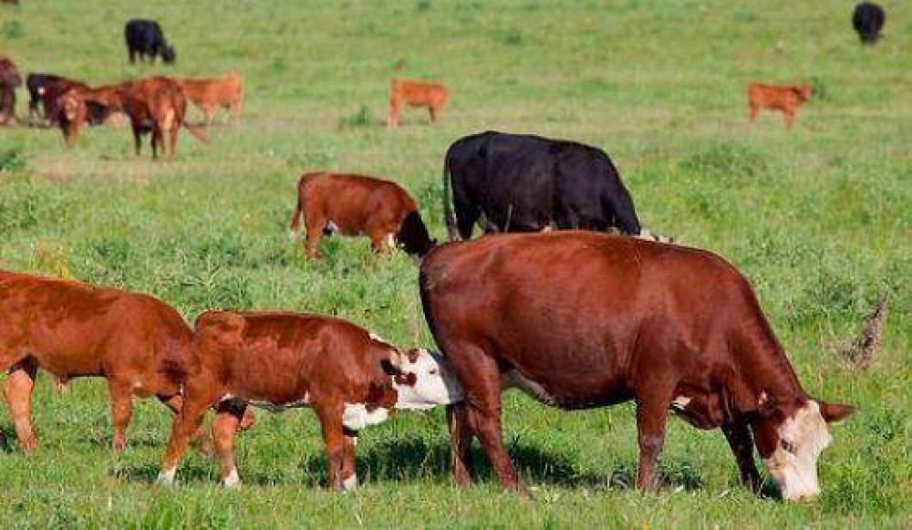 El stock ganadero se increment� en un 7%