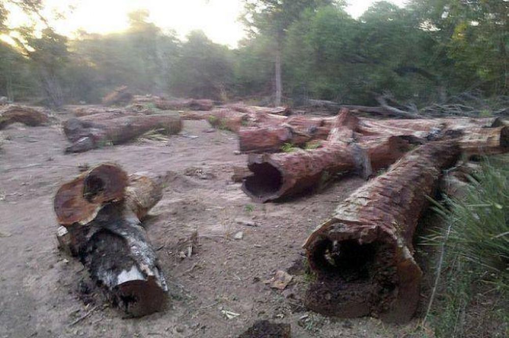 La Direcci�n de Bosques detect� una serie de irregularidades forestales