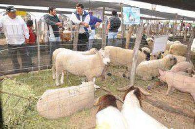 Promueven el mejoramiento gen�tico de las ovejas criollas de la zona oeste