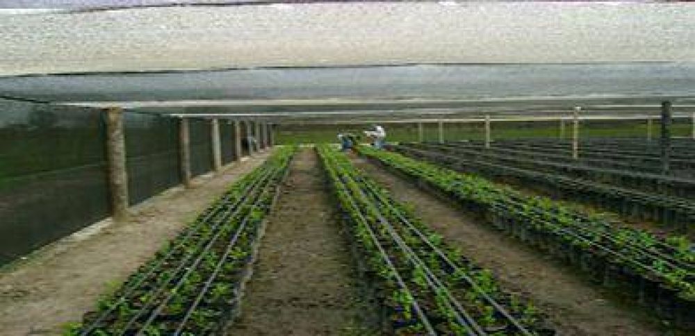 Formosa pionera en el pa�s en experiencias de multiplicar gen�tica para cultivar granadas