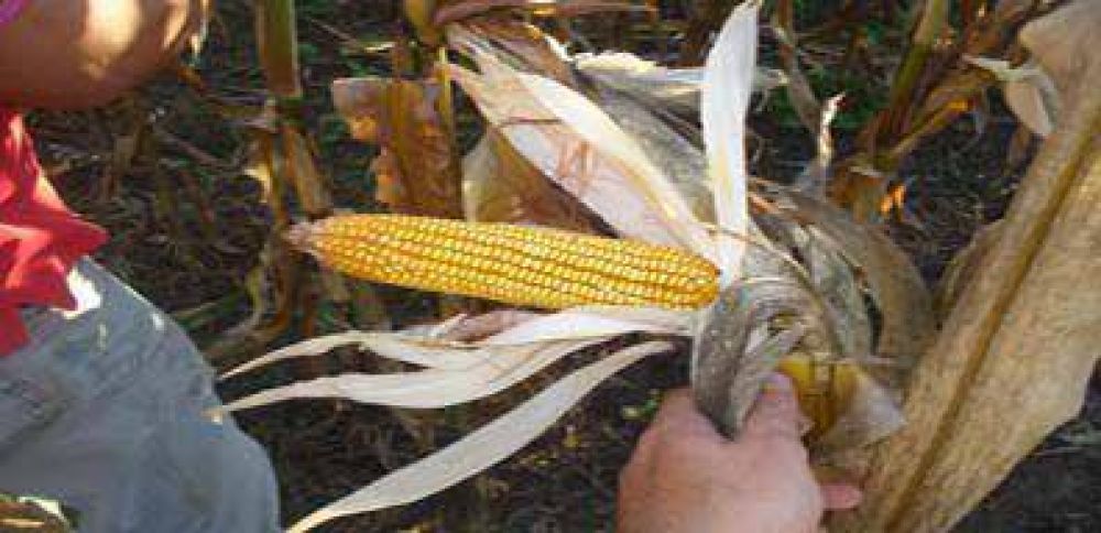 Innovaciones en el cultivo de ma�z en peque�os productores