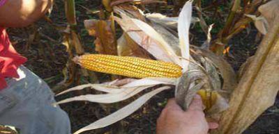 Innovaciones en el cultivo de ma�z en peque�os productores
