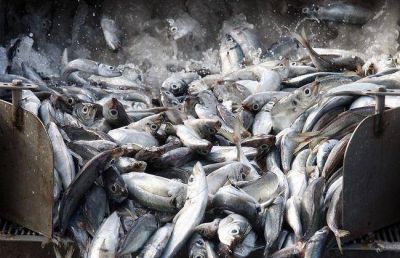 Los desembarques en 2013 en el puerto de Mar del Plata cayeron un 20 por ciento