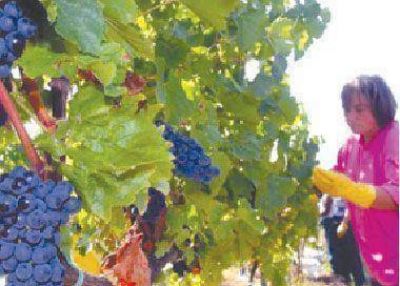 La cosecha de uva ya super� los 71 millones de kilos en La Rioja