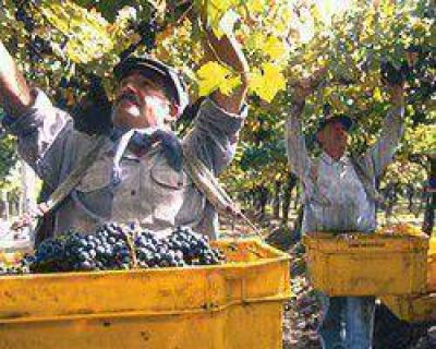 A poco de terminar la cosecha, estiman que la cantidad de uva ser� similar al 2012