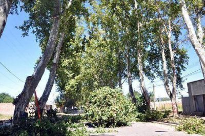 Intensos trabajos sobre el arbolado p�blico en Jun�n