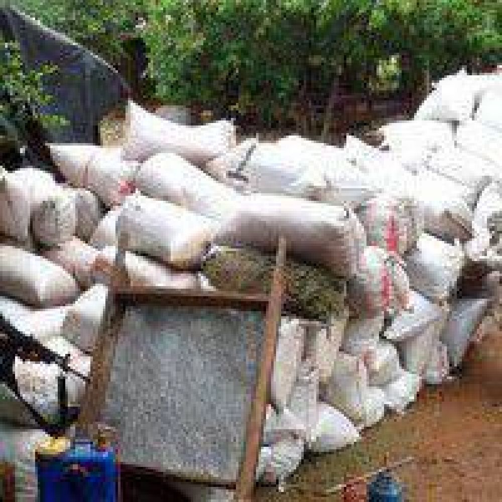 Paraguay: Secuestraron 5.500 kilos de marihuana que ven�an para el Chaco
