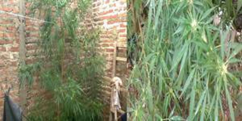 Secuestraron plantas y cuatro kilos de hojas de marihuana