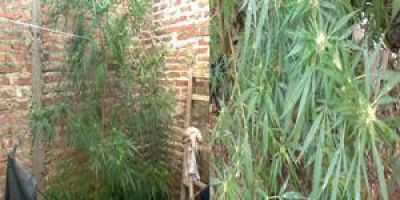 Secuestraron plantas y cuatro kilos de hojas de marihuana
