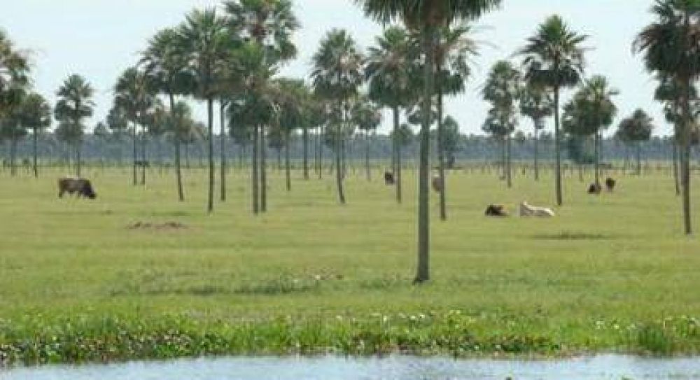 Nicora revel� que los campos tienen s�lo un 30% de capacidad forrajera 