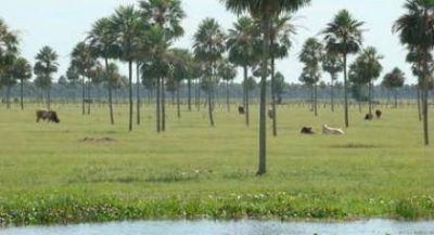 Nicora revel� que los campos tienen s�lo un 30% de capacidad forrajera 