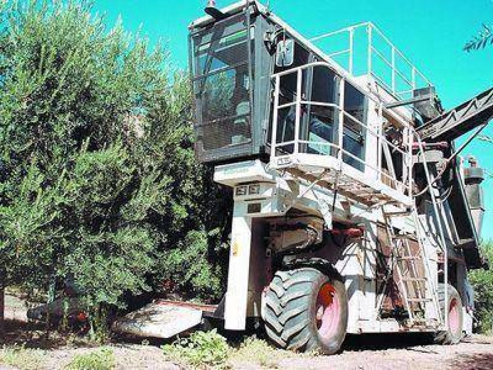 Mecanizaci�n de cosecha de oliva y vid