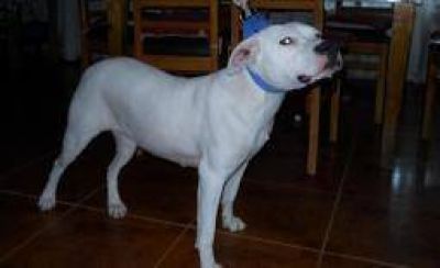 Un perro dogo mordi� a una abuela en su cabeza y est� grave