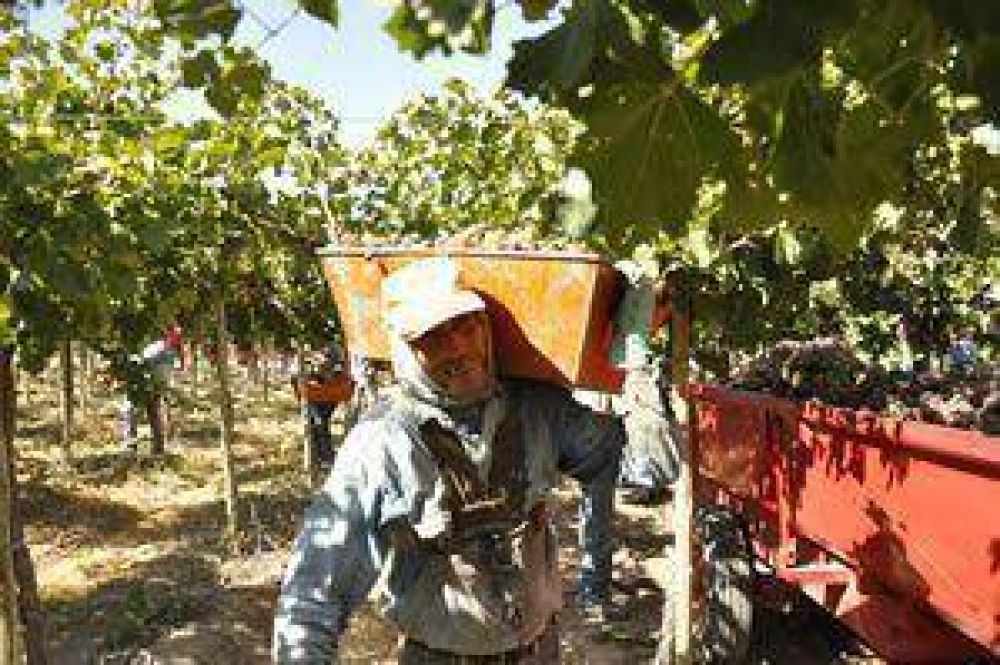 Ya se cosecharon m�s uvas que durante la vendimia 2012	