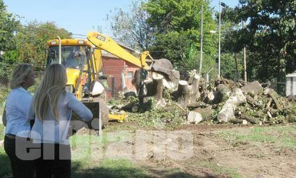 Enojo de los vecinos por la tala de dos �rboles hist�ricos