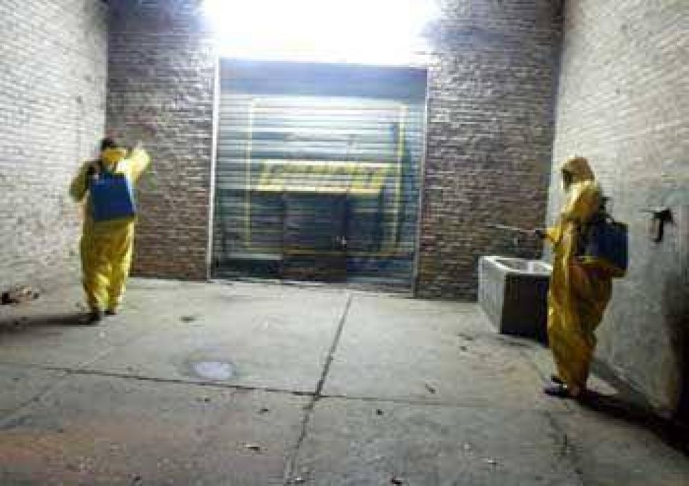 Se detectaron larvas del mosquito transmisor del dengue  