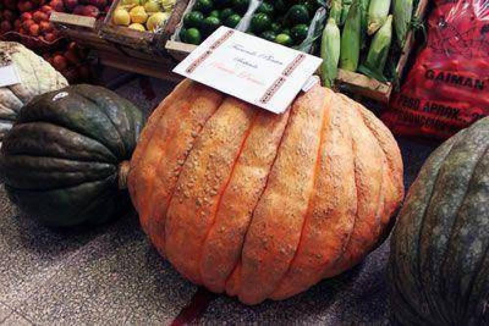 En Chubut cosecharon un zapallo de 88 kilogramos