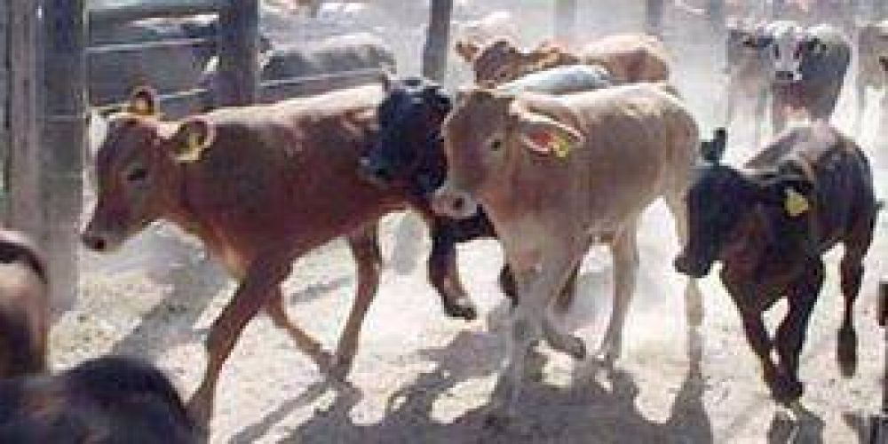 Destacan producci�n ganadera formose�a