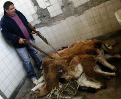 Caen dos cazadores por matar 7 guanacos