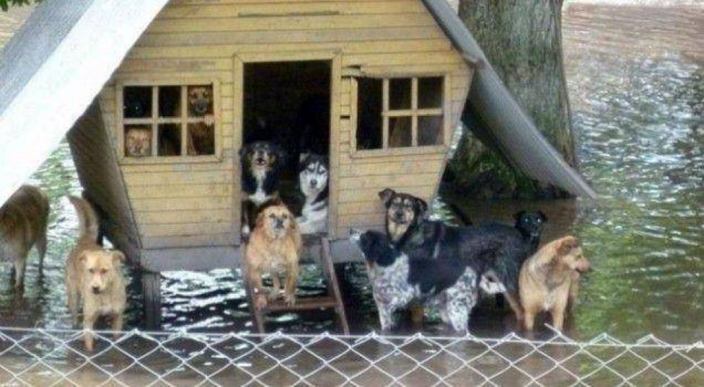 Creaci�n de Hospitales de Animales con apoyo de la sociedad