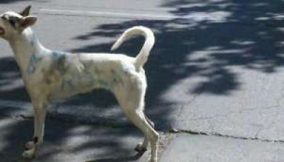 Revuelo por perro callejero pintado para una publicidad