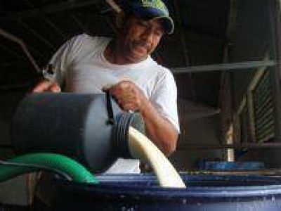 Productores lecheros contin�an con los reclamos por los bajos precios