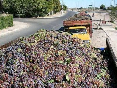 Ratificaron a San Juan como zona libre de la "plaga de la polilla"