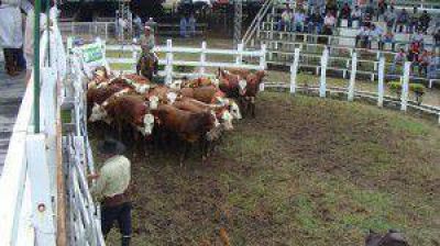 M�s de 2000 animales participaran de la Fiesta del Ternero y Novillito Formose�o