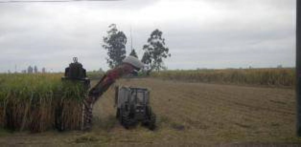 Ayuda nacional para los industriales y peque�os productores azucareros