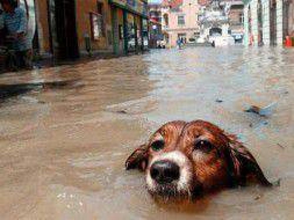 Organizan un reencuentro de mascotas tras el tr�gico temporal en La Plata
