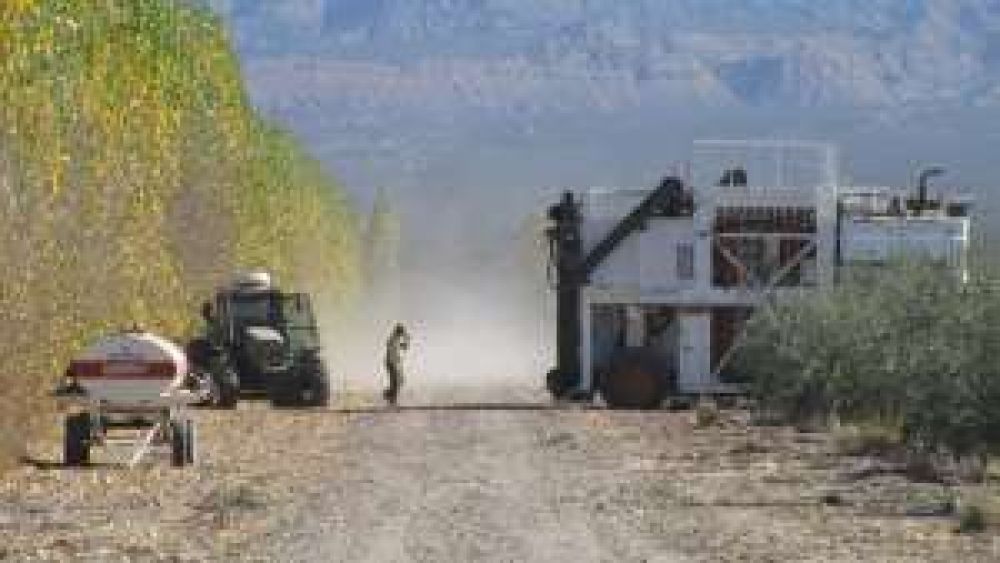 San Juan: 40% m�s de aceituna aceitera en olivares productivos