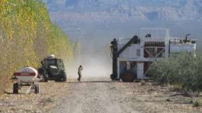 San Juan: 40% m�s de aceituna aceitera en olivares productivos