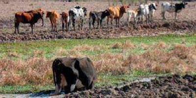 Definieron declarar la emergencia agropecuaria