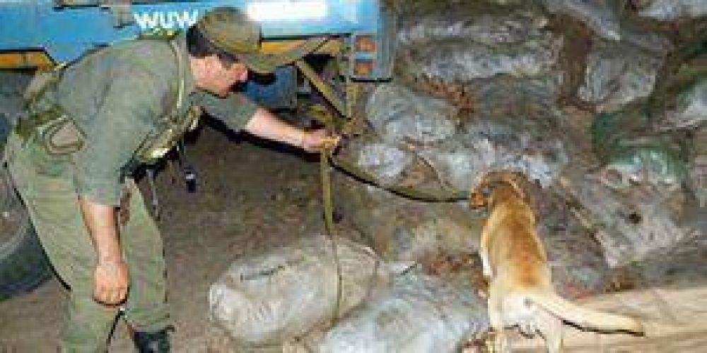 Incautan 2.600 kilos de marihuana