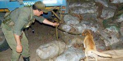 Incautan 2.600 kilos de marihuana
