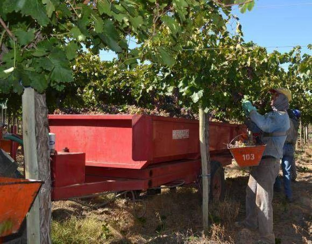 Productores creen que el vino ser� poco y subir�