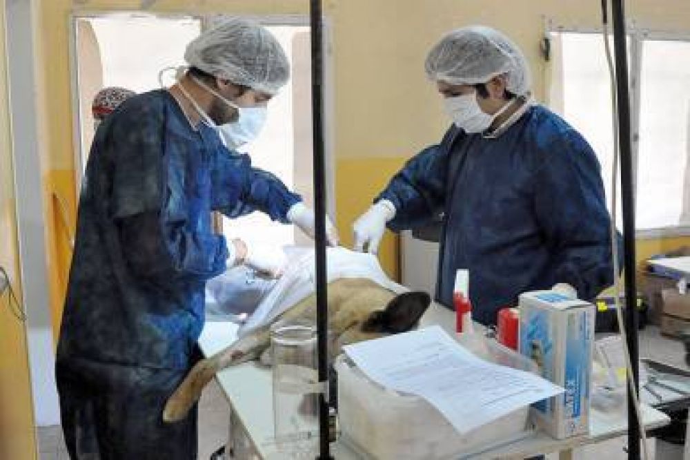 El Dr. Ferrus trabaj� a la par de colegas en la esterilizaci�n de perros y gatos